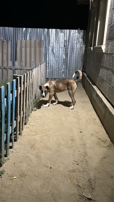 Төбет сатылады линясы жақсы