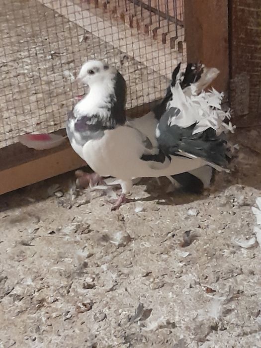 Vând porumbei curcani