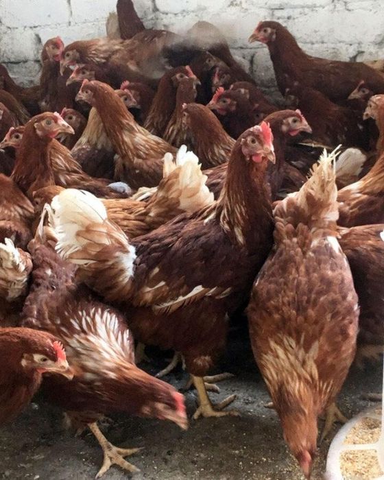 Ломан браун тауык