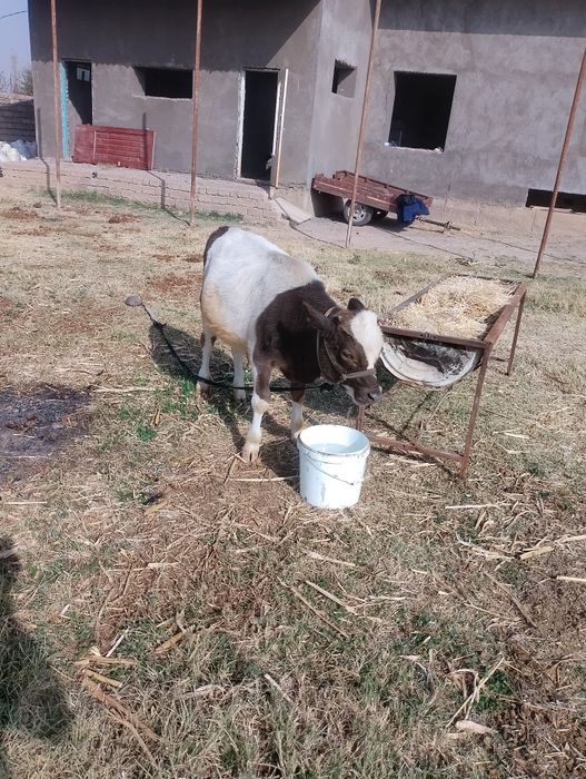 Sigir sotiladi ona bola