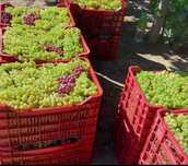 Vand Struguri de Vin