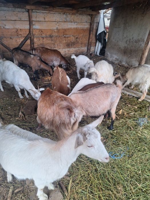 Vând capre de tinut