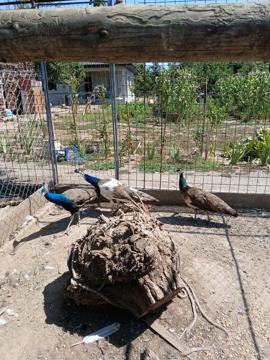 Pereche păuni matură