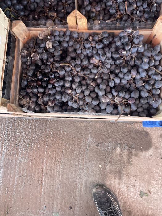 Struguri de Vin Albi-Negri-Roze