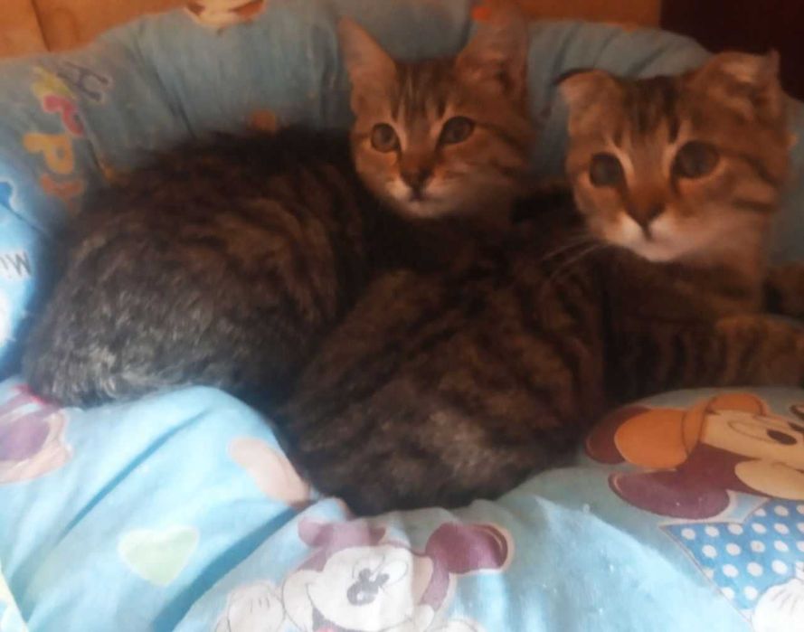 Котята страйт и фолд, смотрите фото!