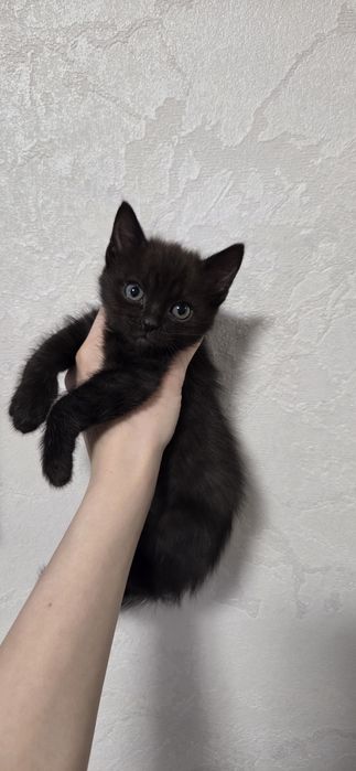 Отдам 4 котят ,в добрые ручки