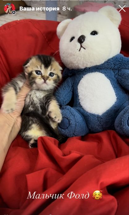 Малыши с полным пакетом документов щотландские