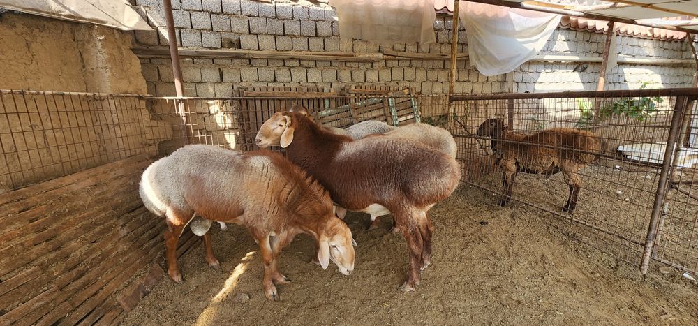 Уругликка Арашан кучкорлар сотилади,2тиш бузган