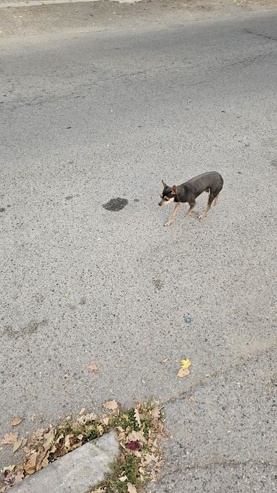 Нашли собаку бегает по рну