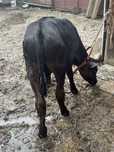 Vand tauras metis de angus