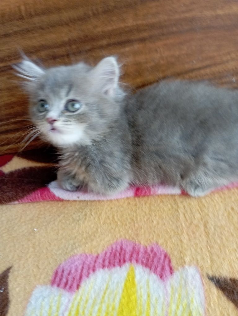 Котёнок Манчкин дев. 2 мес.