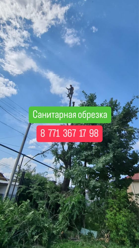 Спил деревьев алматы цена,спил деревьев,спил деревьев цена,корчевание