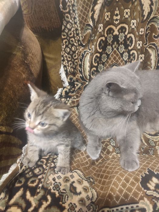 Отдам котенка в хорошие руки