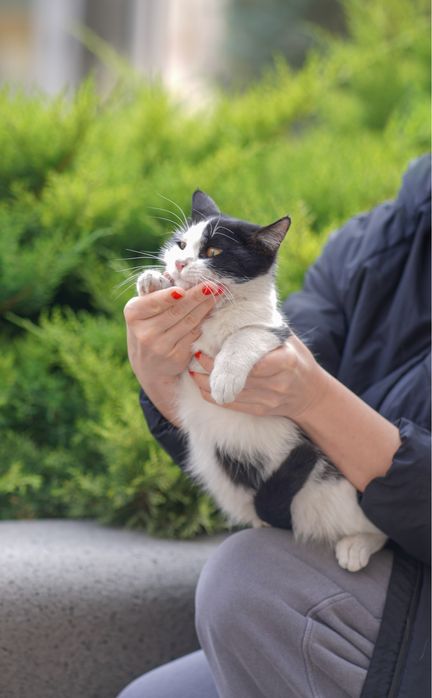 Бусинка  поисках дома, Ташкент! Mushukcha uy qidiryapti