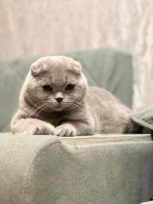Коты приглашают на вязку