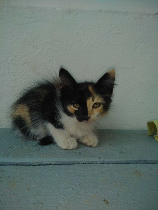 Милые котята,2 месяца