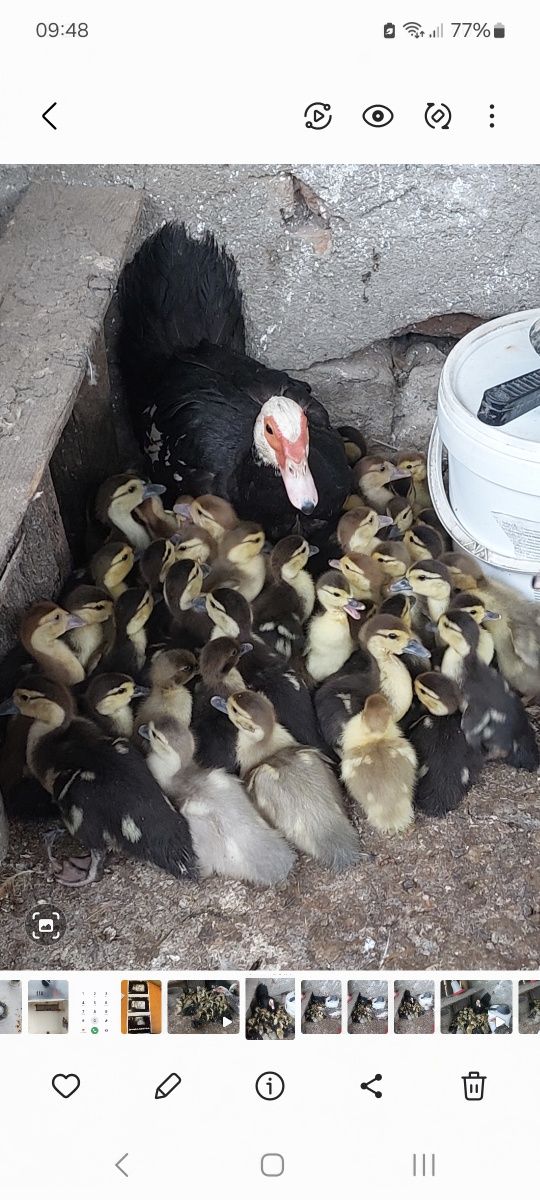 Rate lesesti mici și mari
