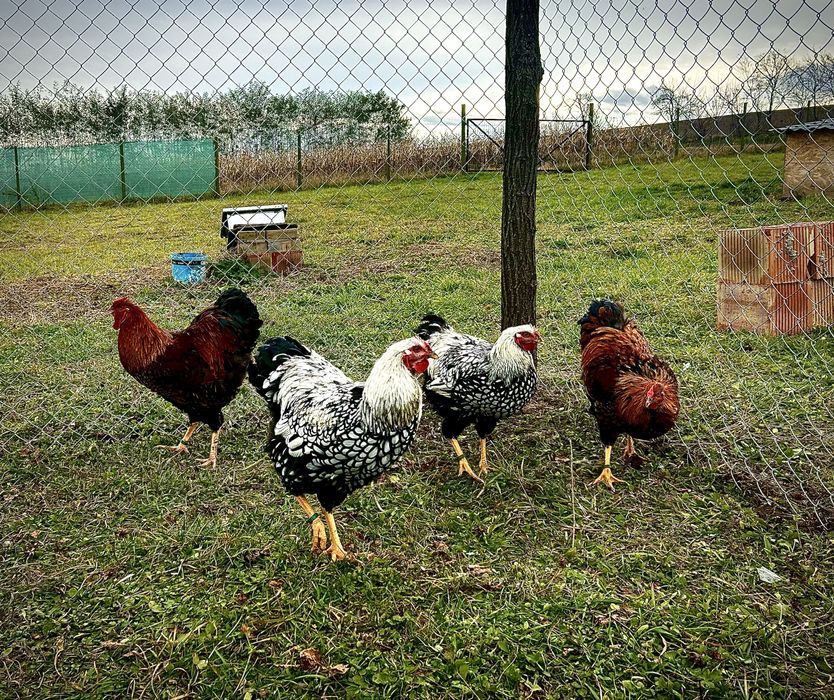 Cocoși wyandotte si australorp