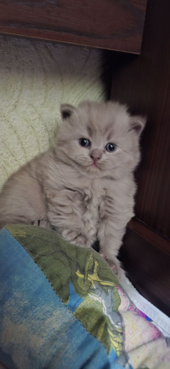 Вязка Британские кот лиливые цветь