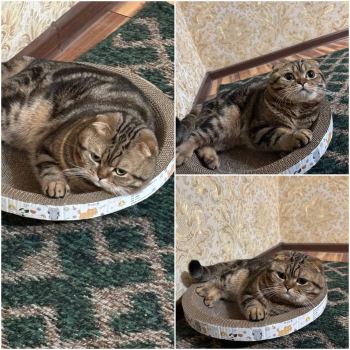Продается британский фолд