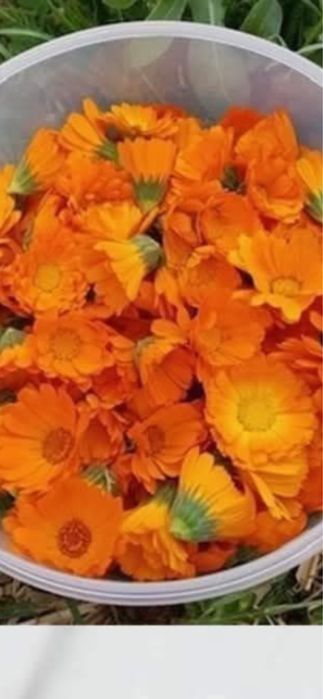 Невен- мехлем за мазане