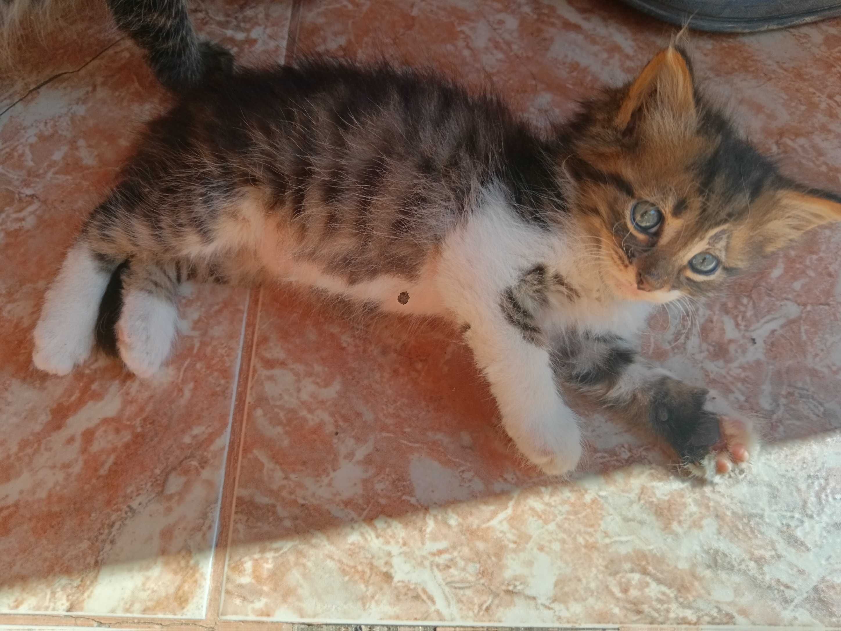Подарявам котета
