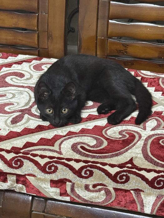 Отдам котенка в хорошие руки