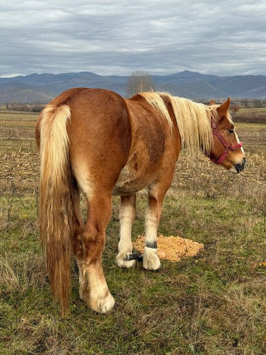 Vând mânz de 2 ani