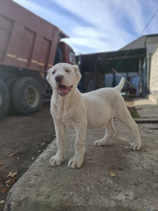Продам щенка алабая два месяца крупный.