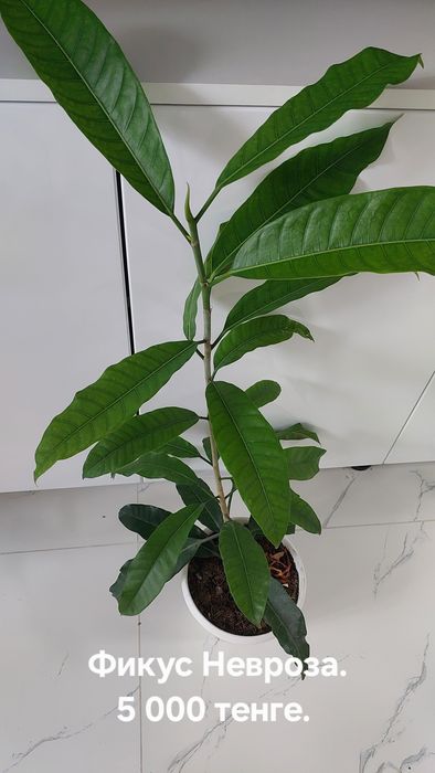 Фикусы разные. Домашние.