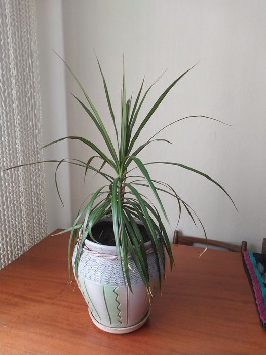 Продам комнатный цветок драцена