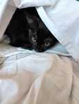 Pisica de adoptie