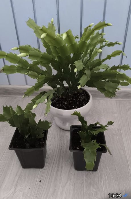 Декабрист белоснежный