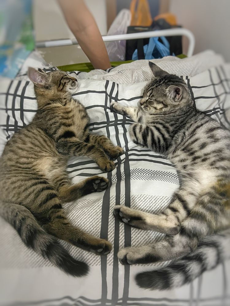 Котенок девочка 3 месяца