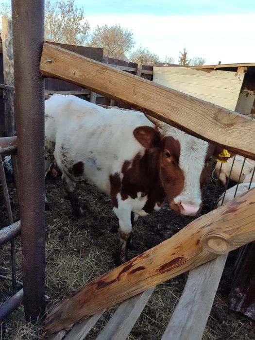 Продам бычка !!!