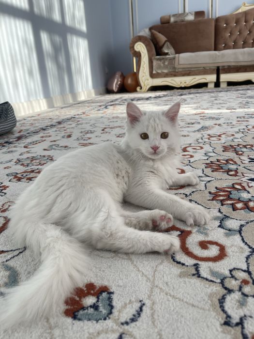 Отдам котенка в добрые руки