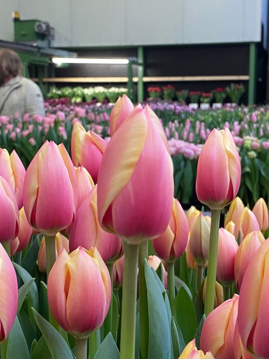 Тюльпаны к восьмому марта оптом