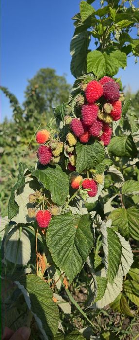 2 lei x100 buc zmeur remontant.delniwa si soi polonez