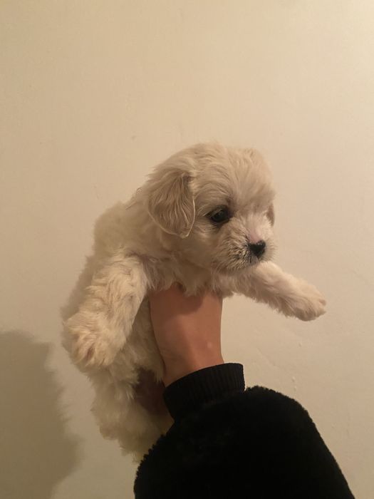 Adopție Pui Caine