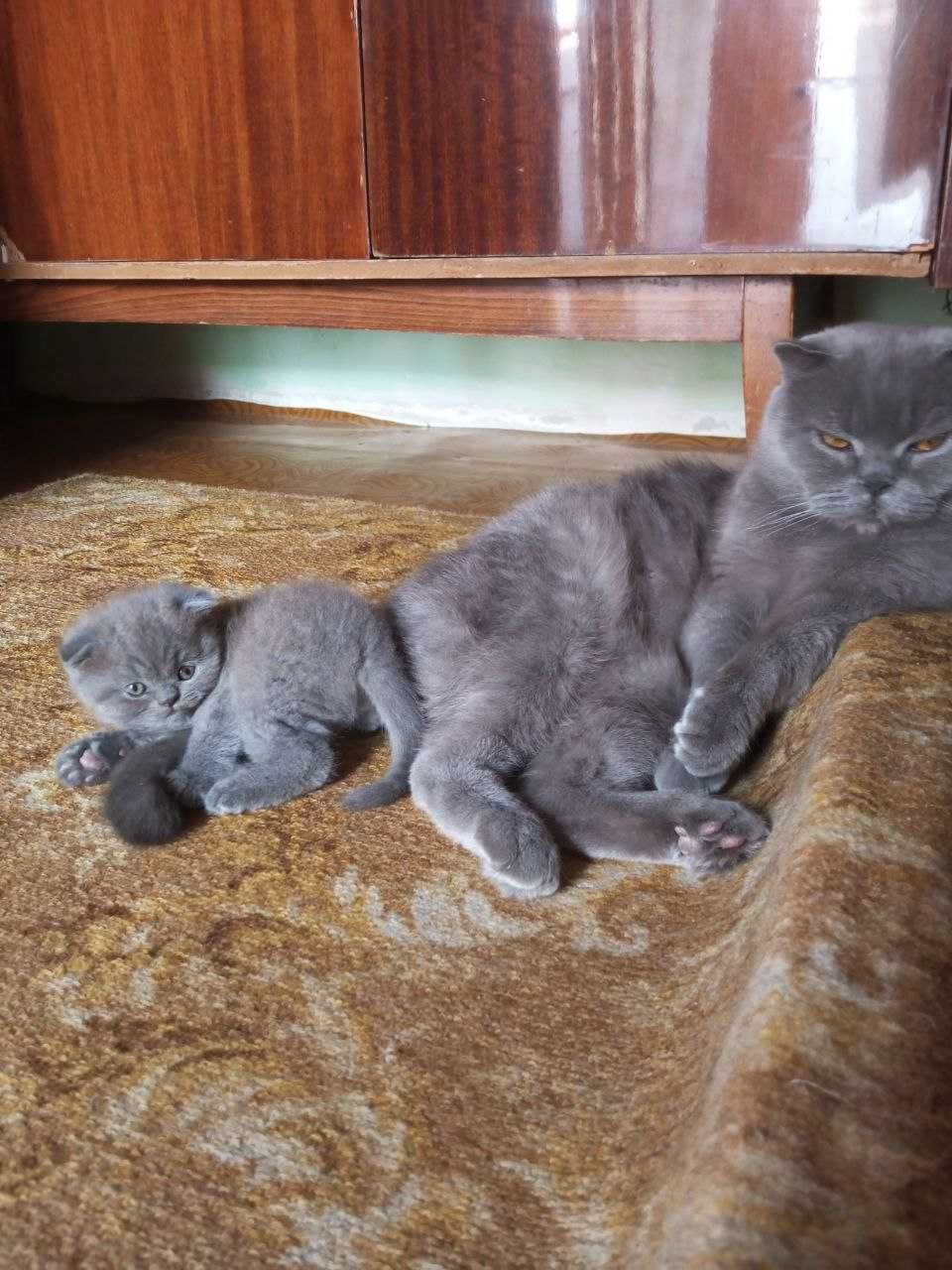 Котенок  ,шотланский веслоухий,мальчик 2-ой месяц