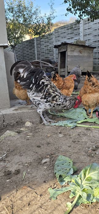 Cocoș Australorp Splash