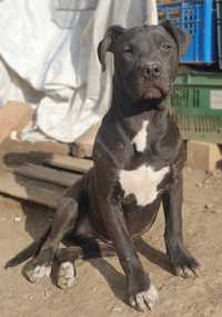 Amstaff pui 6 luni Fetita