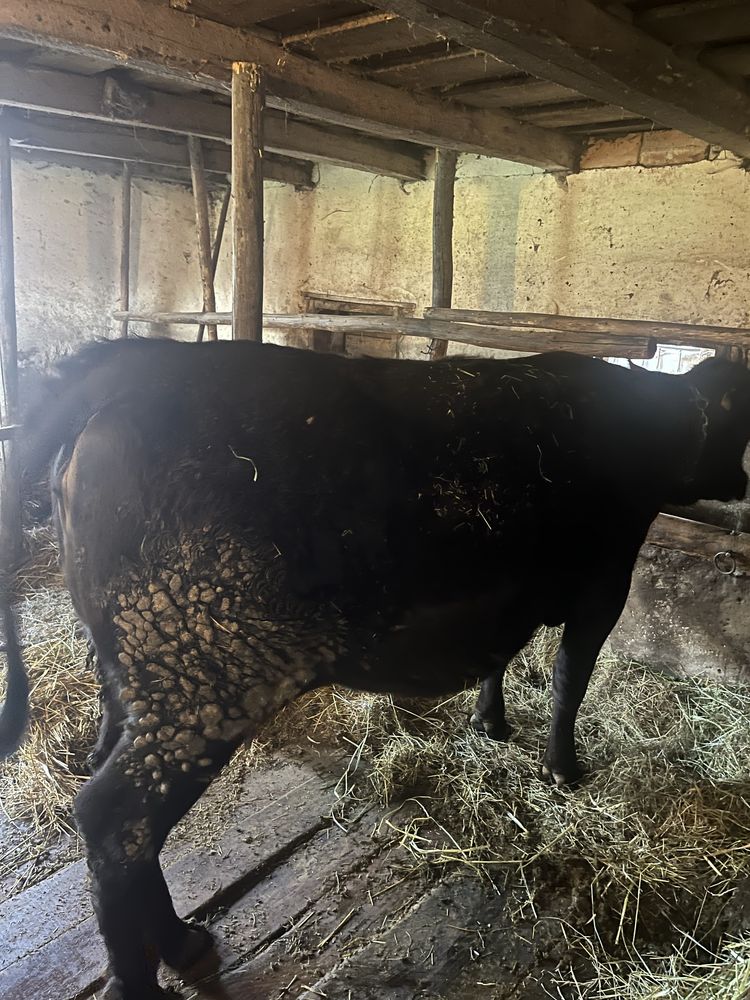 Juninca la prima fatare