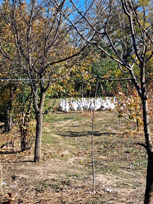 Vând Gâște tinere în Com Pufesti