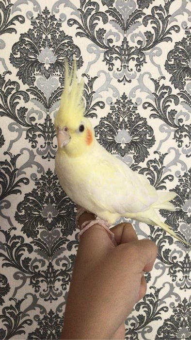 Попугай Корелла желтого отенка