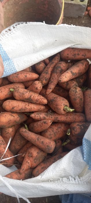 Продам морковь местная