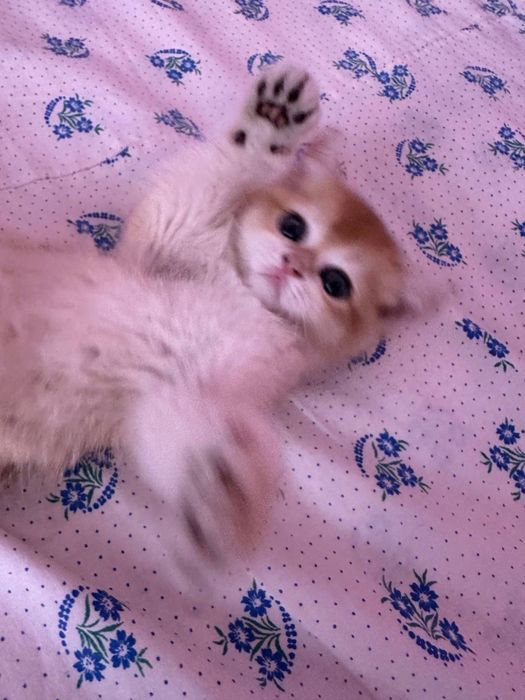 Золотая шиншилла кошка