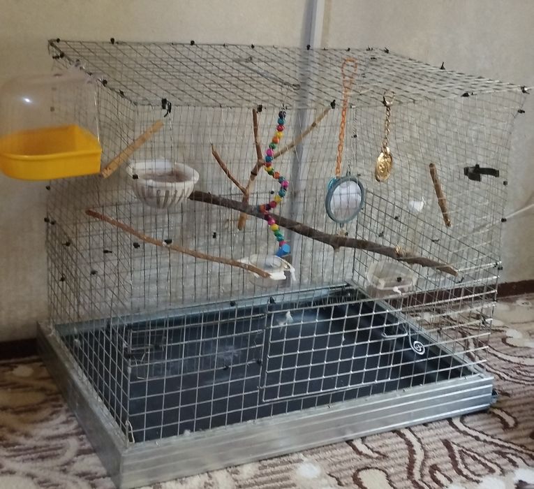 Говорящий попугайчик. С ожерельями чех, Самка