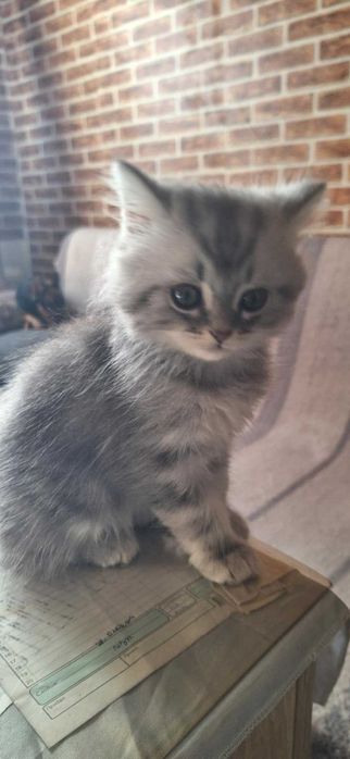 Малки британчета