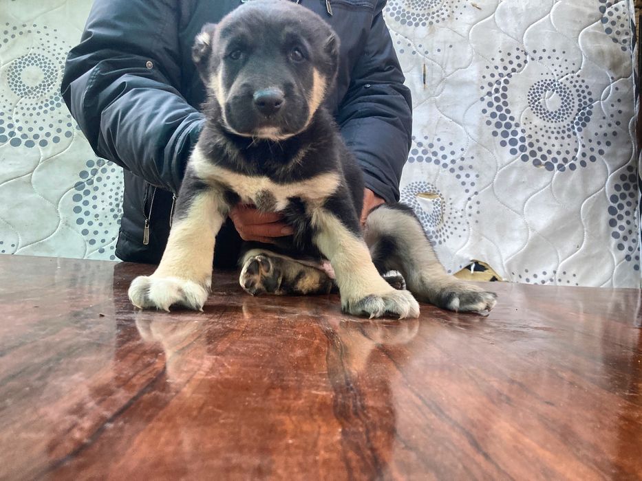 Щенок Туркменского Алабая ( Супер Гигант )